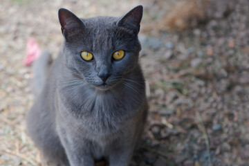 
close-up gray cat with bright yellow eyes