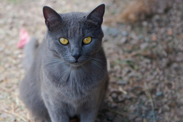 Naklejka na ściany i meble close-up gray cat with bright yellow eyes