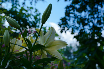 
flower and buds of yellow lily in the garden