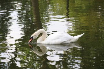 swan on the lake