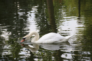 swan on the lake