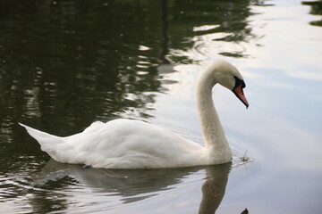 swan on the lake