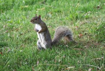 squirrel on the grass