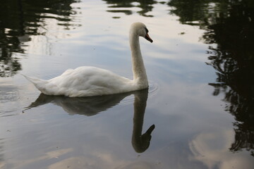 swan on the lake