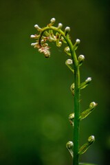 close up of fern leaf