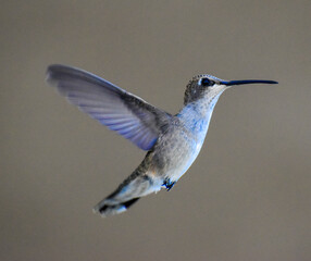 Pretty purple hummingbird in flight © Rachelle