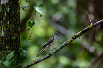 bird on a branch