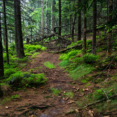 Fototapeta premium path in the forest