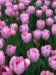 Obraz premium field of pink tulips
