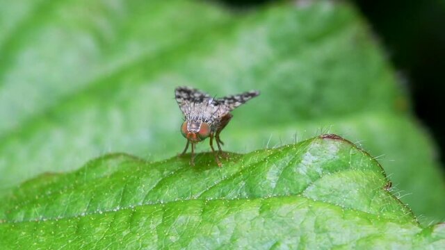 CloseUp movie of Tephritid Fly  on a leaf. Her Latin name is Tephritis Formosa.