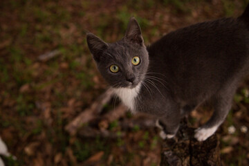 Gray and white cat on a tree stump