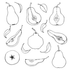 Set of vector pears on white background. Hand drawn sketch. Eco food. Vector illustration. Isolated drawing on white background.