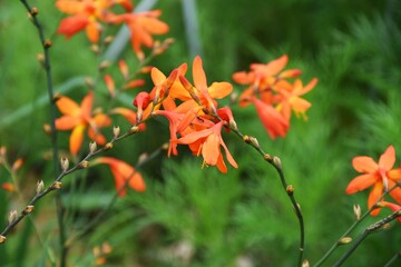 Crocosmia is an Iridaceae bulbous plant with orange flowers in summer.