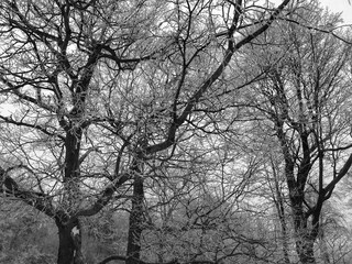día de invierno y nieve en el parque monte royal de Montreal Canada y el cementerio 