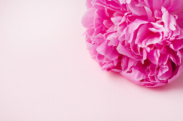 Pink peony flowers on a pink background. Top view, vertical format. Concept Mother's Day, Family...