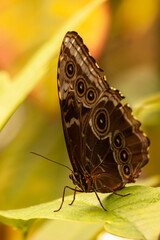 butterfly on leaf