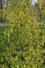 Birch Young Spring Green Leaves Catkins Background Texture