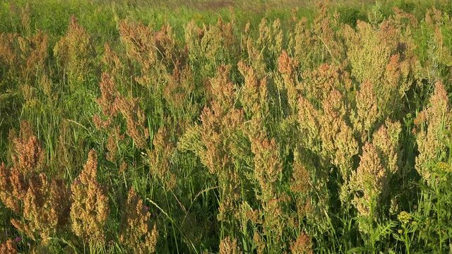 Flowering Rumex confertus in the meadow.