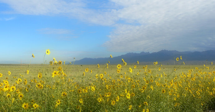 Sunflowers With The Sangre De Cristo Range, Colorado