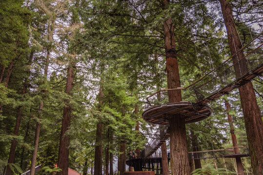 Redwood Forest Tree Top Walk In Rotorua