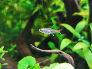 Aquascaping poisson 
