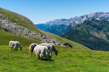 White & black yak in alpine mountains. Himalayan big yak in beautiful landscape. Hairy cattle cow...