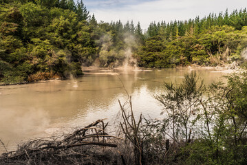 Geyser and mud in Redwood forest