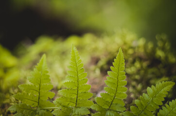 Beautyful ferns leaves green foliage natural floral fern backgro