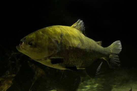 The pirapitinga (Piaractus brachypomus) is a large species of pacu.