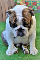 Obraz premium Hilário buldogue inglês sentado na grama emburrado