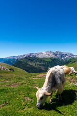 Mountain Cow in the Dolomites, Italy