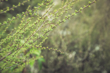 green flowers in forest front focus