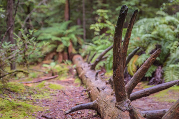 Walking through trees in Redwood forest