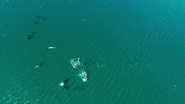 Orewa Beach, Orewa Dolphins, Bottle Nose Dolphins, Whangaparaoa New Zealand Spring springtime drone photos videos ANZAC Whangaparaoa Peninsula bay shore beach north island Auckland bay of whales