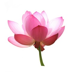 Flower lotus blossom single element on white background 