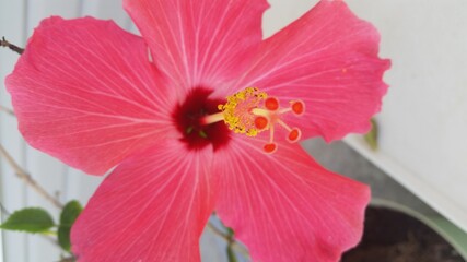 pink hibiscus flower