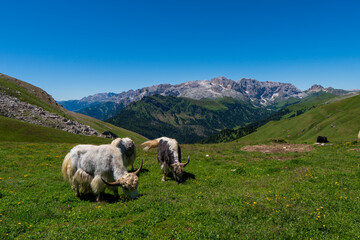 Mountain Cow in the Dolomites, Italy