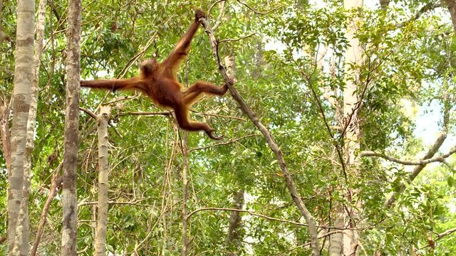 An orangutan swinging back and forth on a tree and grabbing another tree
