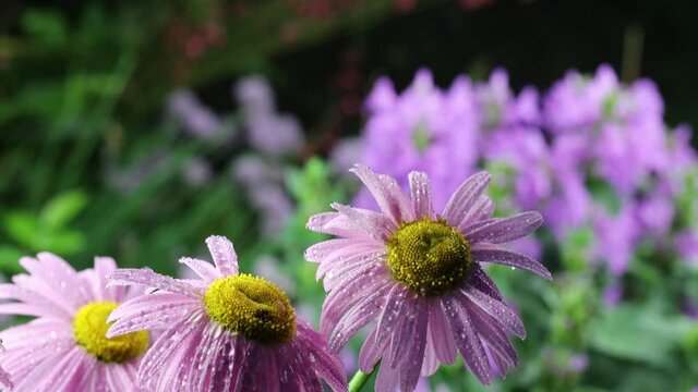 Beautiful summer garden flowers close-up. 4K Footage.