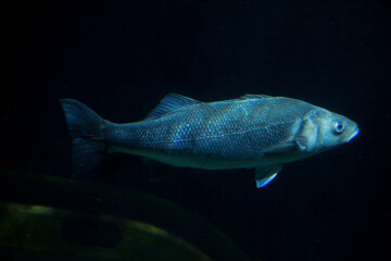 The European bass (Dicentrarchus labrax).