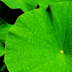 Green lotus leaf background 