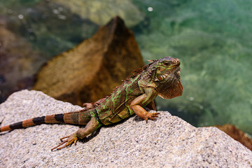 Green iguana, American iguana is a lizard reptile in the genus Iguana in the iguana family. And in the subfamily Iguanidae.