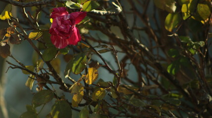 beautiful rose among green leaves