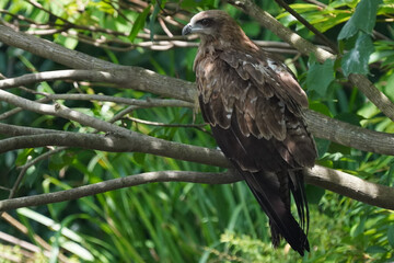 black kite on branch