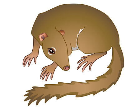 Treeshrew. Tupaia - small Asian animal - vector full color illustration. Small tree shrews is a primate, mammal. The Common Treeshrew is an adult.