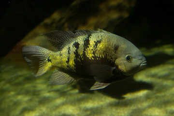 The Pantano cichlid (Cichlasoma pearsei).