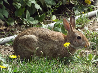rabbit in the grass