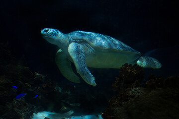 Fototapeta premium The green sea turtle, green turtle, black (sea) turtle or Pacific green turtle (Chelonia mydas).