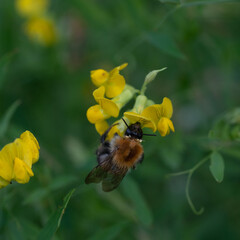 bee on yellow flower