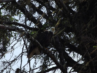 bald eagle in tree